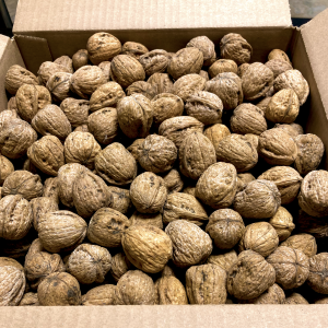 10lb Box of Walnuts In-shell