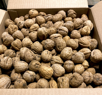 10lb Box of Walnuts In-shell